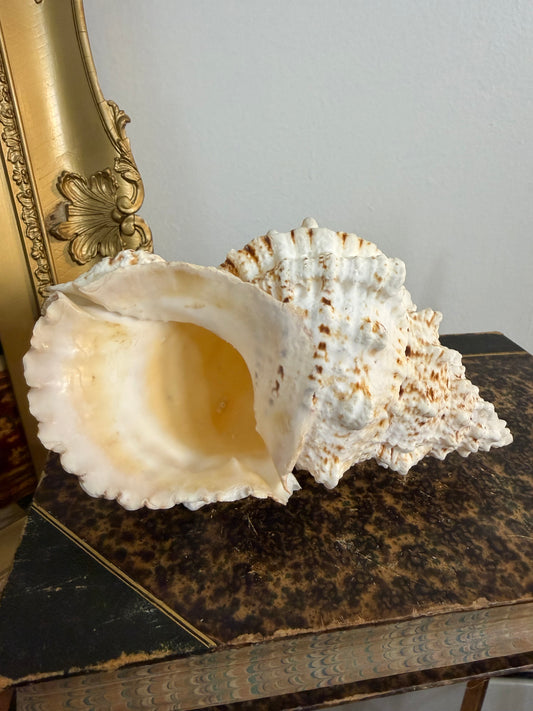 Collectible Seashell “Frog”