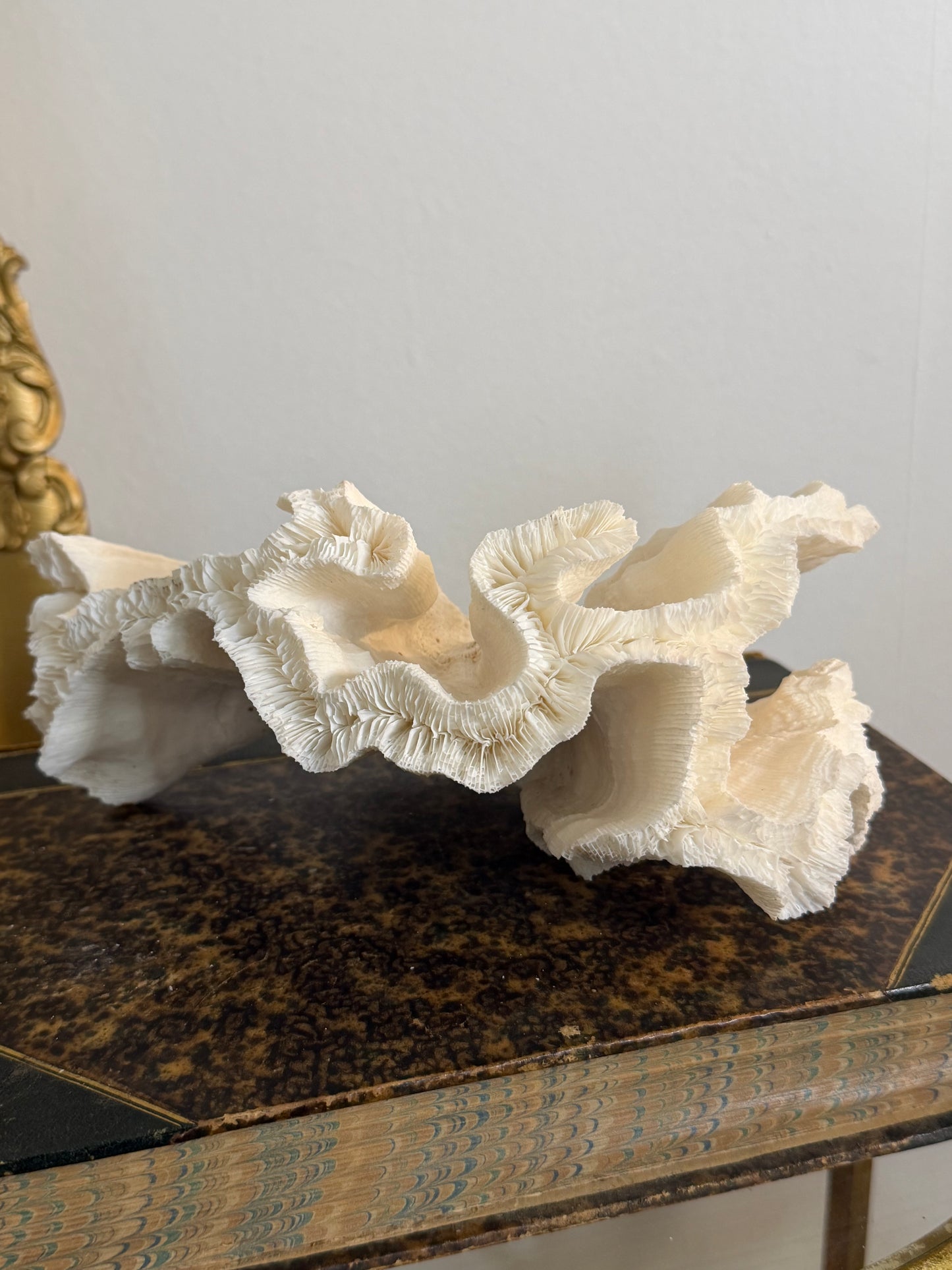 Collectible Coral “Reef Aquarium”