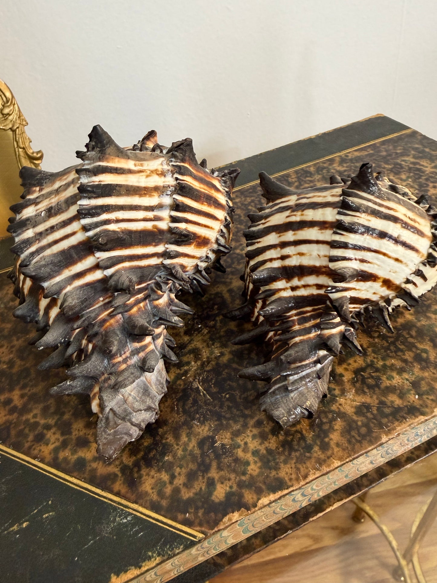 Collectible Seashells “Murex”