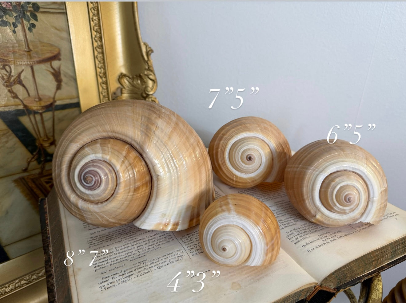 Collectible Seashells “Snail”