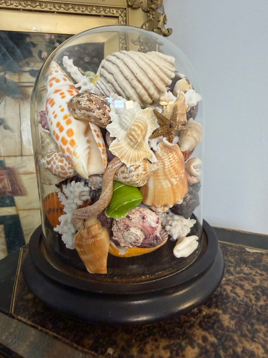 Antique Cloche Seashell Display