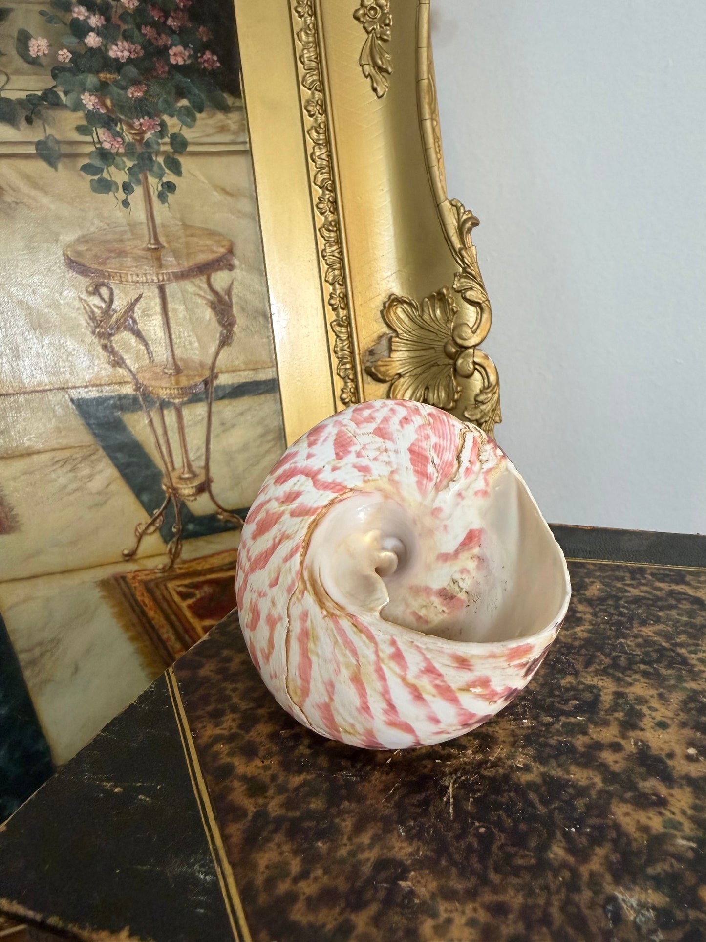 Collectible Seashell “Trochus Maculatus”