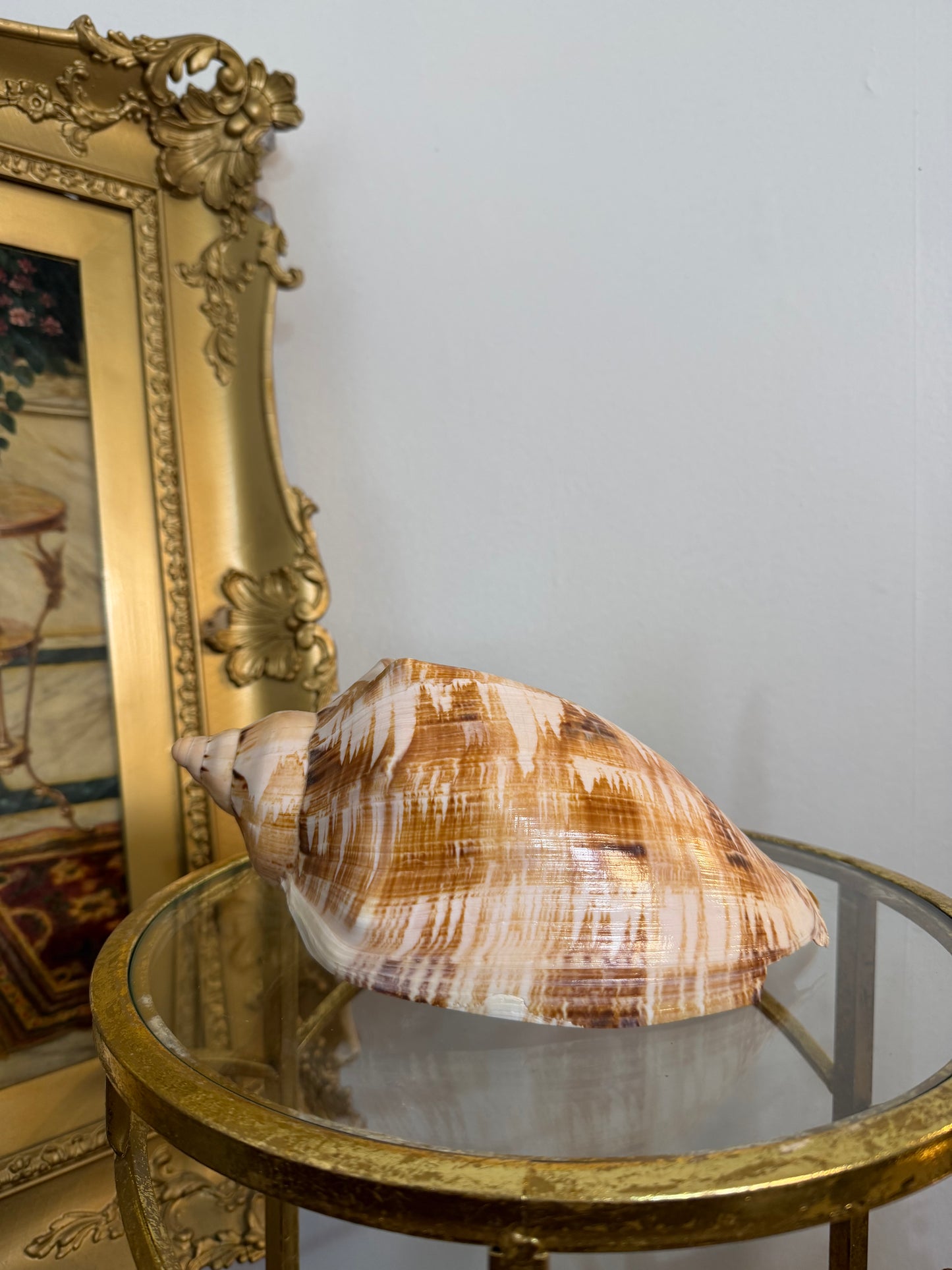 Collectible Seashell “Cymbiola Magnifica”