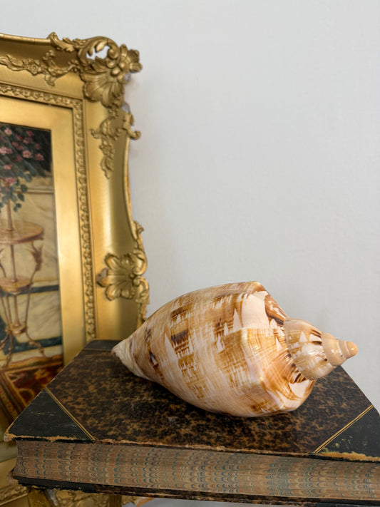 Collectible Seashell “Cymbiola Magnifica”