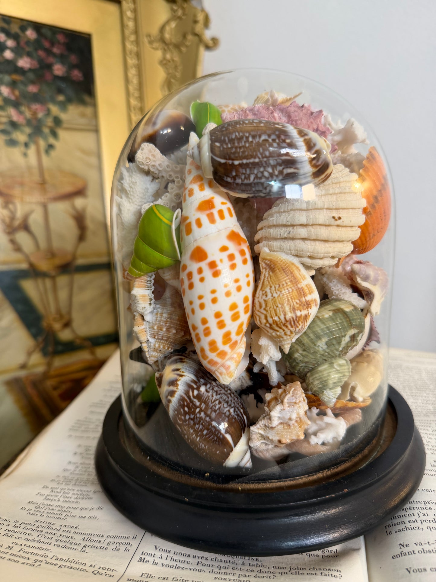 Antique Cloche Seashell Display