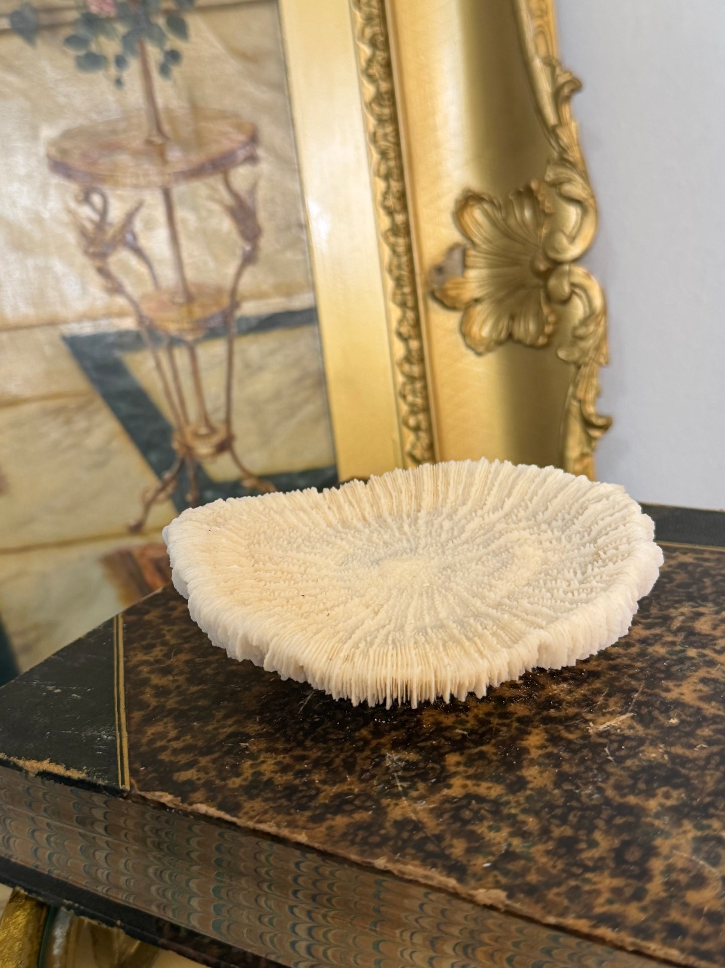 Collectible Coral “White Mushroom”