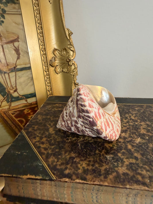 Collectible Seashell “Trochus Maculatus”