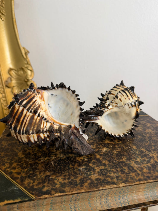 Collectible Seashells “Murex”