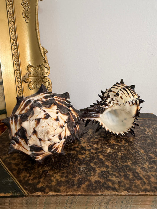 Collectible Seashells “Murex”