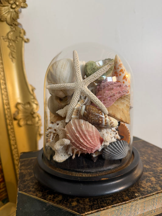 Antique Cloche Seashell Display