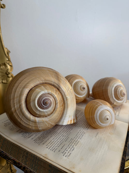 Collectible Seashells “Snail”