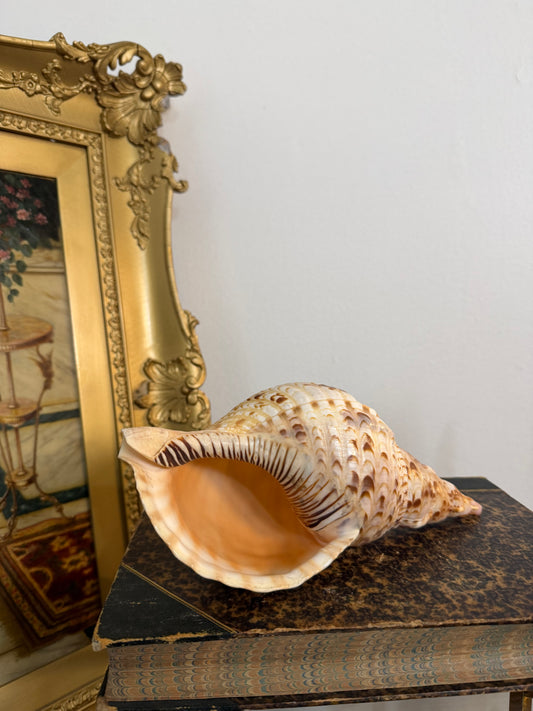 Collectible Shell “Charonia”