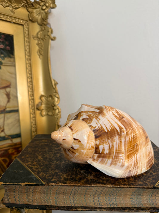 Collectible Seashell “Cymbiola Magnifica”