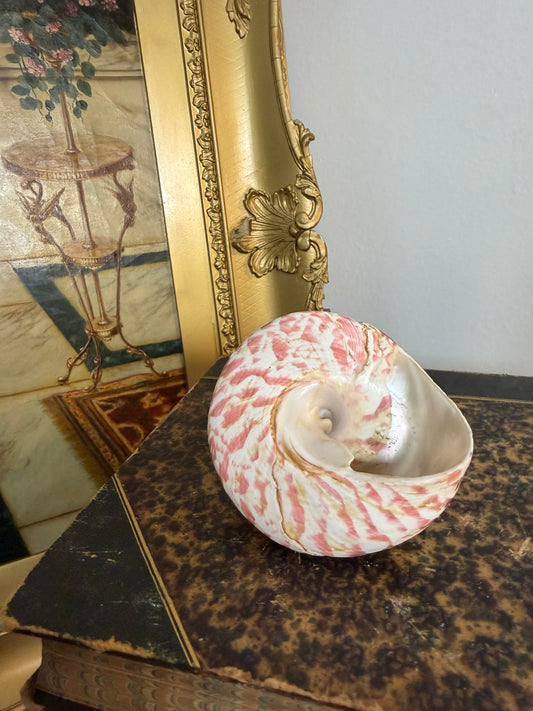 Collectible Seashell “Trochus Maculatus”