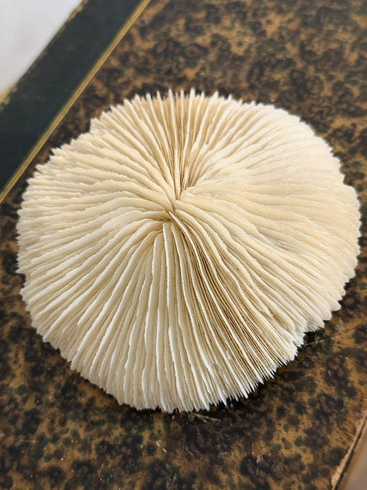 Collectible Coral “White Mushroom”