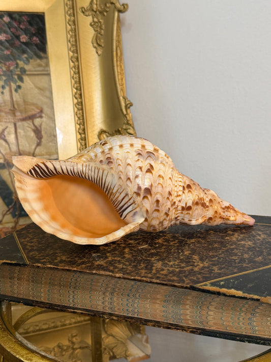 Collectible Shell “Charonia”