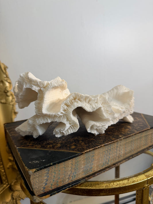 Collectible Coral “Reef Aquarium”