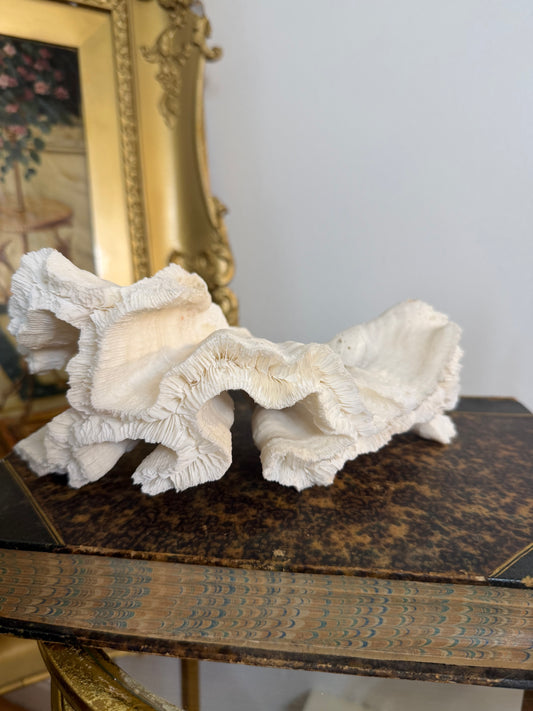 Collectible Coral “Reef Aquarium”