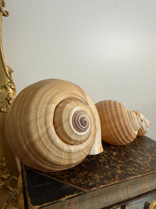 Collectible Seashells “Snail”