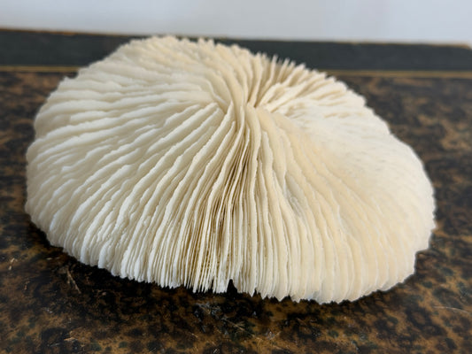 Collectible Coral “White Mushroom”